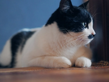 A beautiful two-tone cat with a spot on his mouth and mustache lies on the floor and poses for the camera. Black and white color.の写真素材