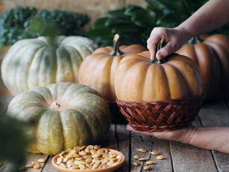 Autumn colors. Autumn pumpkin background on a wooden ancient table. An elderly woman's hands are lovingly holding a pumpkin fruit in the foreground.の写真素材