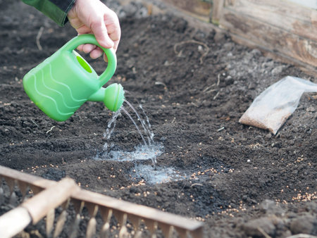 Watering from a watering can by hand freshly planted coriander seeds in early spring. Growing green...