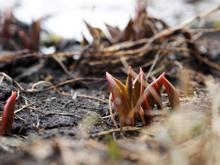 The first shoots of tulips growing through the last spring snow on thawed patches. Early spring and the awakening of nature.の写真素材