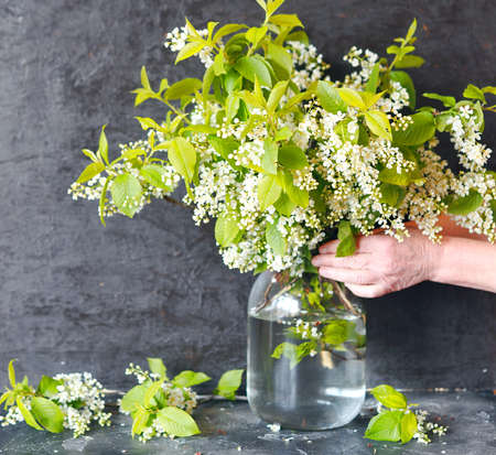 Spring romantic background. country style. A bouquet of cherry branches with white flowers.の写真素材