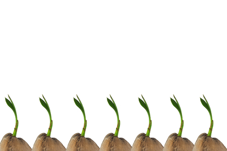 Coconut isolated against a white backgroundの写真素材