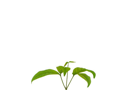 Young plant on the white backgroundsの写真素材