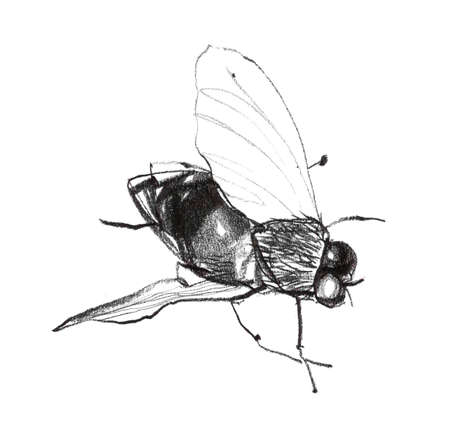 Black and white pencil drawn detailed fly illustrationの写真素材