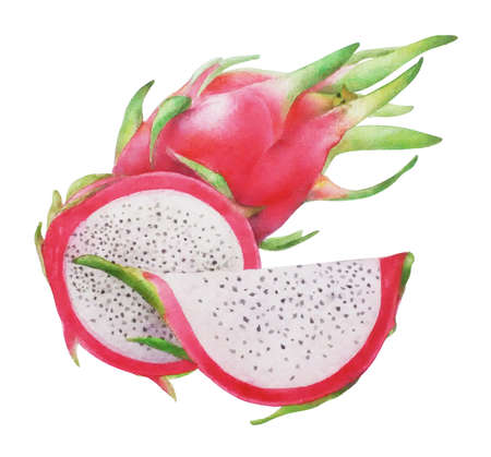 Bright aquarelle dragon fruit realistic illustrationの写真素材