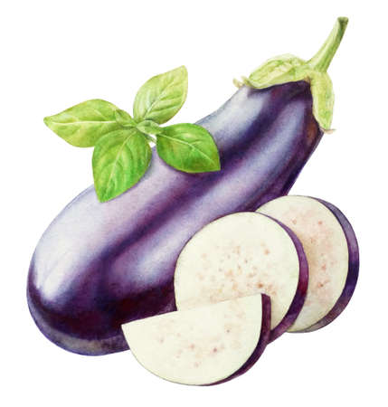Violet aubergine aquarelle realistic illustrationの写真素材