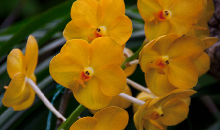 orchid