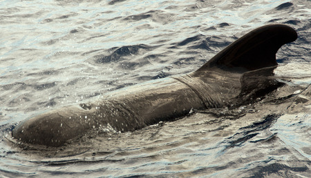 Calderonの写真素材