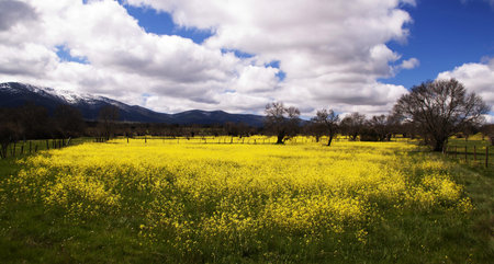 spring