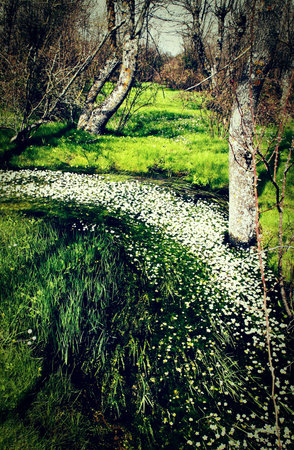 spring
