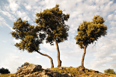 Three Tree oaks isolated on a white background