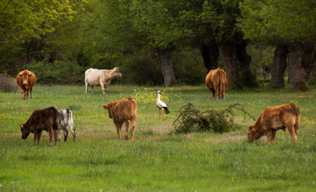 Stork flying over the nest. Natural landscape with hermitage and cypresses. Segovia, Spainの写真素材