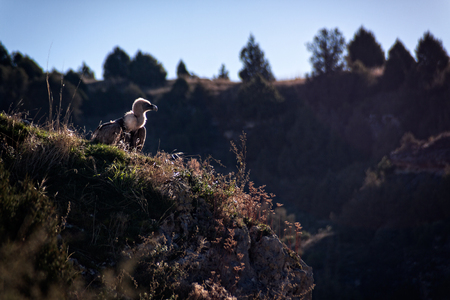 Griffon vulture on the Duraton River. natural park of the Duraton River. Segovia, Spainの写真素材