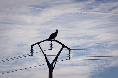 Griffon vulture on the Duraton River. natural park of the Duraton River. Segovia, Spainの写真素材