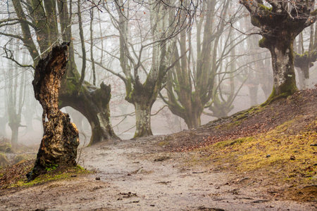 colorful autumn at otzarreta forest in gorbea natural park, basque country. Spain