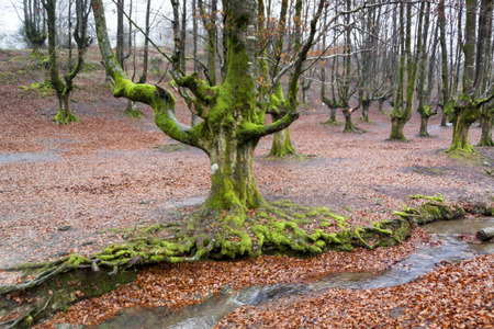 colorful autumn at otzarreta forest in gorbea natural park, basque country. Spainの写真素材