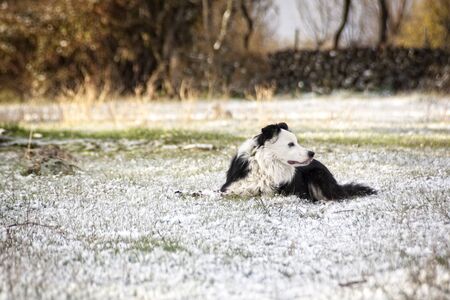 Border Collie posing and playing in the snow. Affectionate pet, very active, focused look.の写真素材