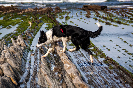 Border Collie posing and playing in the snow. Affectionate pet, very active, focused look.