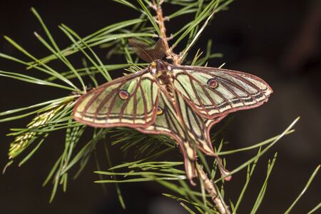 Night butterfly, beautiful Elizabethan butterfly. Insect in nature. In the Sierra de Guadarrama National Park, Madrid and Segoviaの写真素材