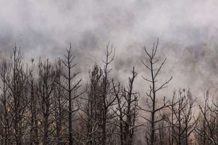 Forest fire during the summer in the Sierra de Guadarrama national park, between Madrid and Segovia. Spain. Desolate landscape where green ferns sprout.の写真素材