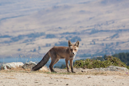 Red fox in the Sierra de Guadarrama National Park. Segovia, Madrid. Friendly mountain fox looking...