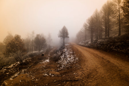 Fire in the Sierra de Guadarrama National Park. Winter picture, frozen trees. La Granja de San...