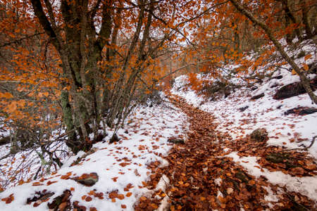 La Pedrosa Hayedo Natural Park in RiofrÃ­o de Riaza. Landscape of snow and fallen leaves in November. In Segovia and Madridの写真素材