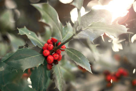 Photograph of holly leaves with red berries, very bright background with sparkles. Christmas symbol for holiday cards and decorationの写真素材