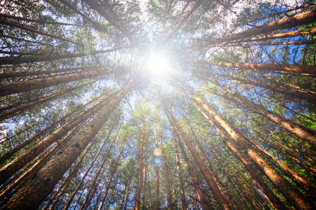 Plane against chopped of a pine forest. Flash of light in the center of the image. Pine forest...
