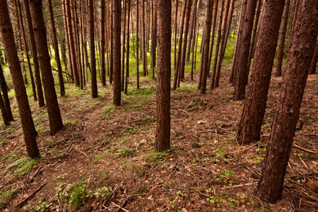 Plane against chopped of a pine forest. Flash of light in the center of the image. Pine forest...