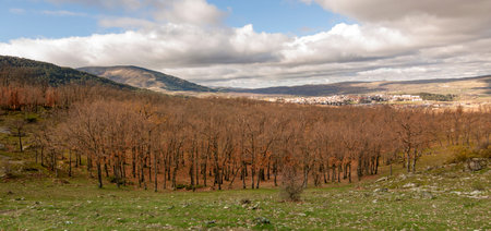 Oak trees in winter in El Espinar, in Segovia. Sierra de Guadarrama National Park. Panoramic...