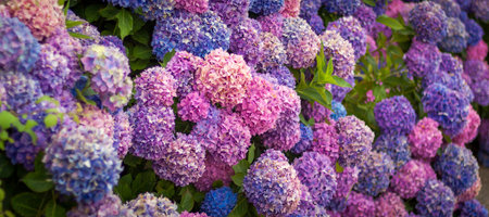 Purple hydrangea in the garden. Bouquet of hydrangea. Bush of beautiful blooming Hydrangea flower.