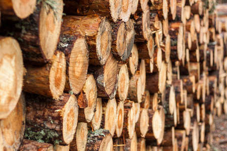 Logging, deforestation of the planet. stacked logs. Background of stacked pieces. Pino de Valsain in Segovia, Castilla y Leon.の写真素材