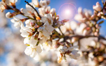 Almond blossoms in early spring. Cluster of delicate flowers, growing tree. Floral background with pastel colorsの写真素材