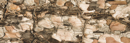 Organic tree bark in warm tones. Isolated abstract background. Image with copy space