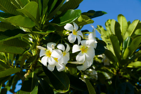 white plumeriaの写真素材
