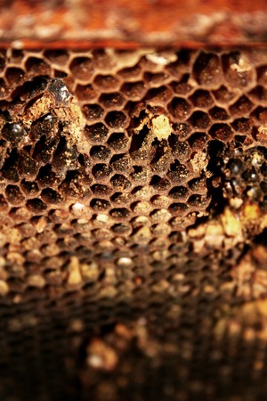 Macro shot of honeycombs.の写真素材