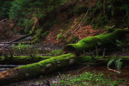 old fallen tree overgrown with moss