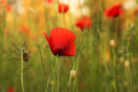 medow flower of red poppy