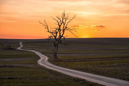 sun rise in the fieldの写真素材