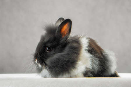 mini rabbit in the studie in white backgroundの写真素材