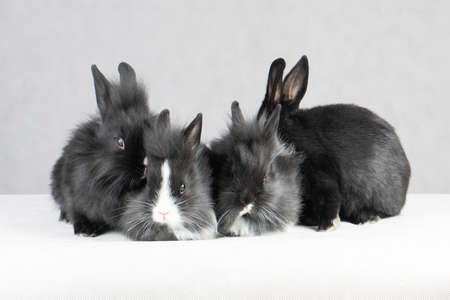 mini rabbit in the studie in white backgroundの写真素材