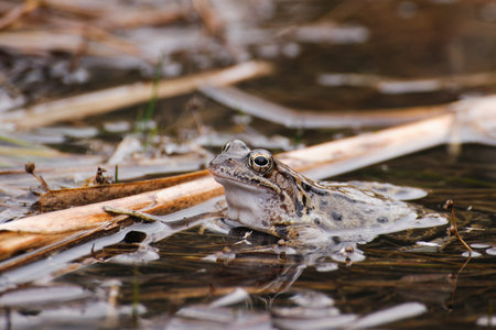 frog in the water