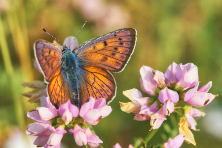 the butterfly on the flowerの写真素材