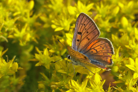 butterfly in the flowersの写真素材