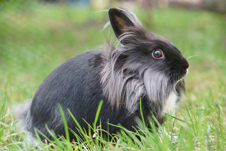 miniature rabbit on the run