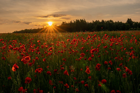 Beautiful red poppies on the field at sunset. Spring landscape.の写真素材
