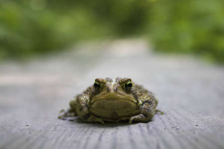 Frog Closeupの写真素材