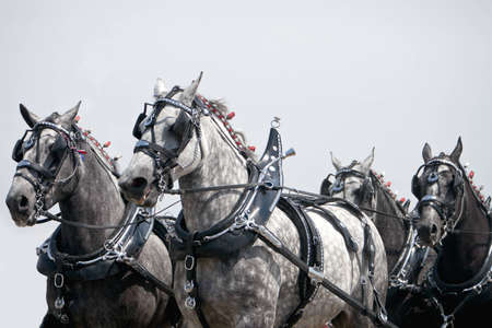 Wroking Draft Horse Teamの写真素材