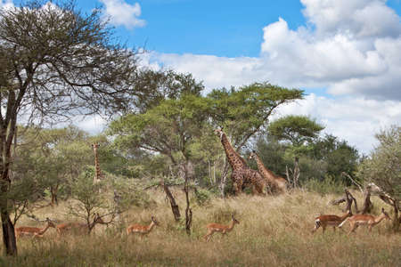 A herd of Impala running past three African Giraffes in the South Africa. Focus on Giraffeの写真素材